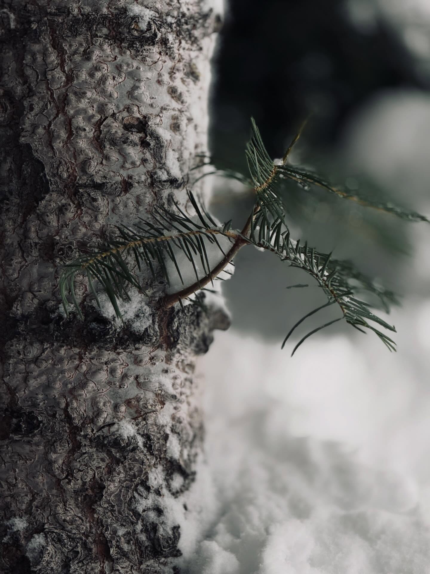 Snow 1